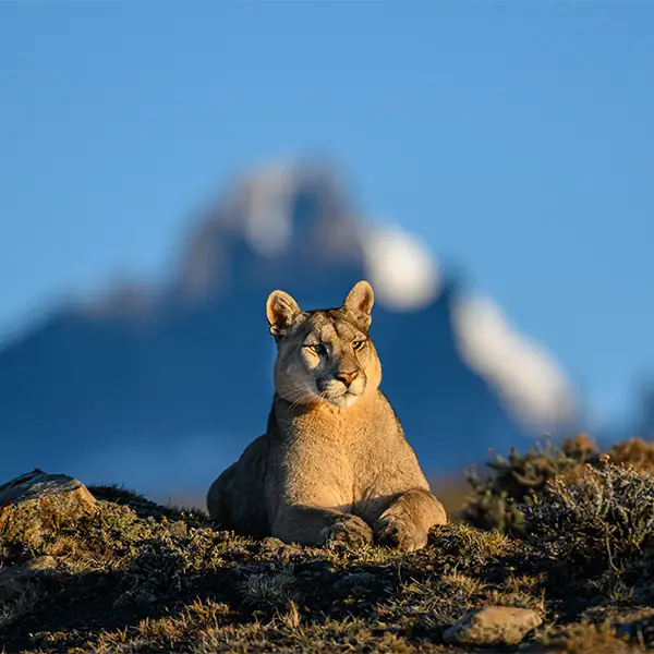 Puma in Torres del Paine, Chile