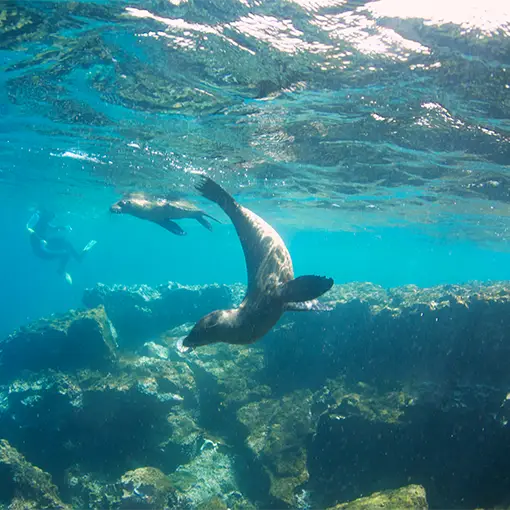 Galapagos sea lion & snorkellers