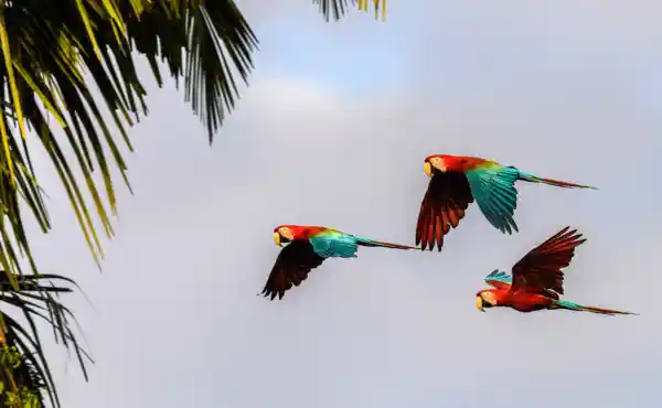 Tambopata National Reserve