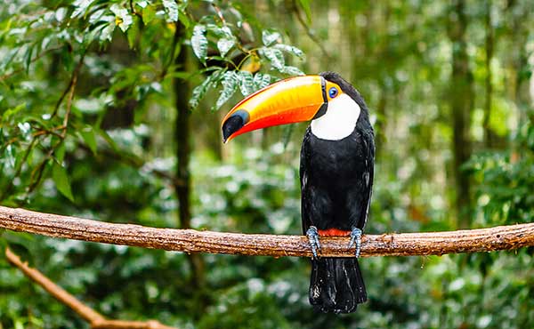 Yacutinga Rainforest