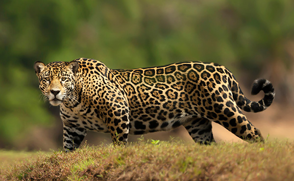 wildlife tourism website Jaguar in Brazil