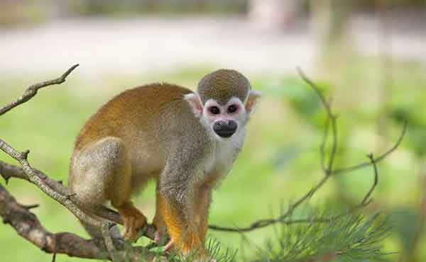 Mamiraua Sustainable Development Reserve