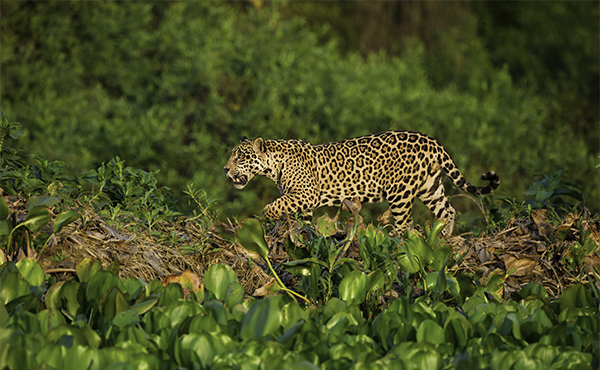 Jaguar Watching Trips in Brazil | Wildlife Worldwide
