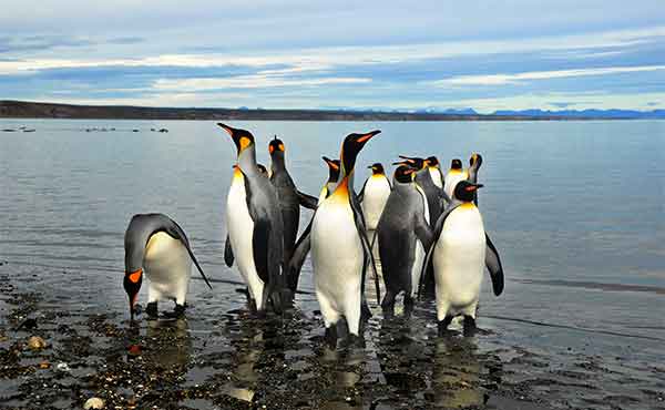 Magellanes & Tierra del Fuego