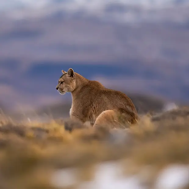 Puma in Torres del Paine National Park, Chile