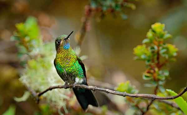 Chingaza National Park