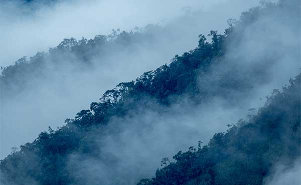 Las Tangaras Reserve