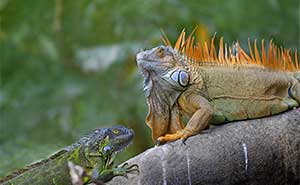 Cahuita National Park