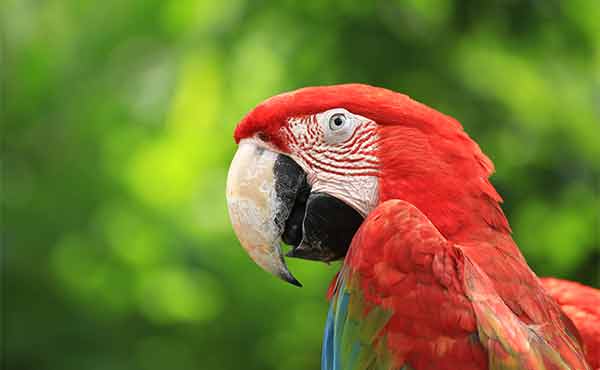 Carara National Park