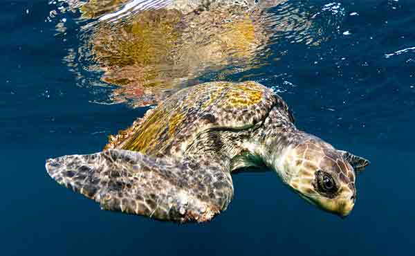 Gandoca-Manzanillo Wildlife Refuge