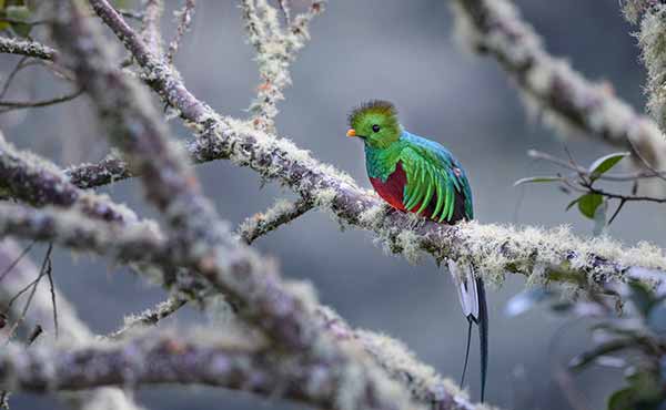 Los Quetzales National Park