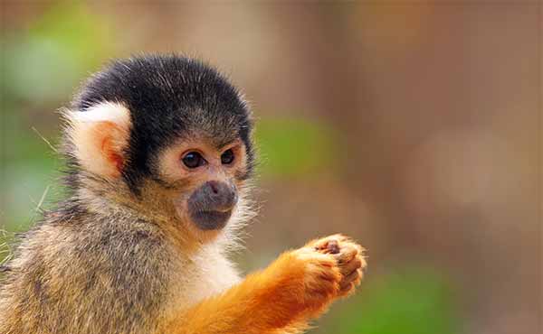 Manuel Antonio National Park