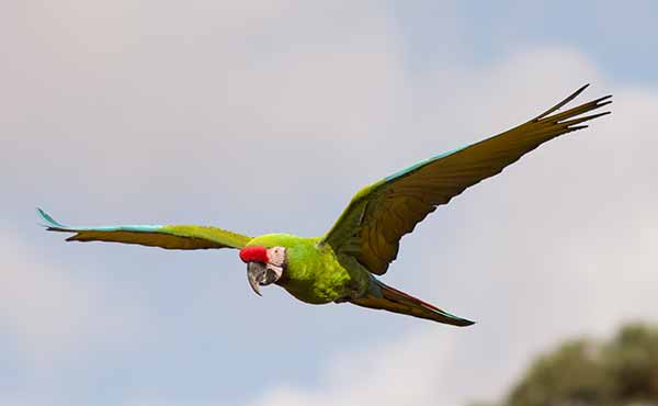 Maquenque Wildlife Refuge