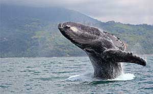 Marino Ballena National Park