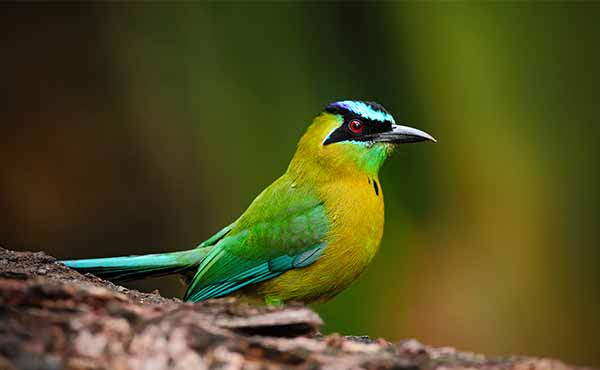 Rincon de la Vieja National Park