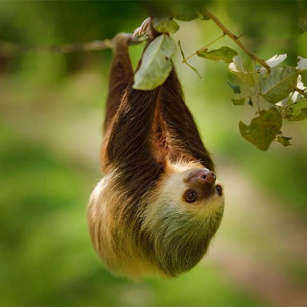 Sloth in Costa Rica
