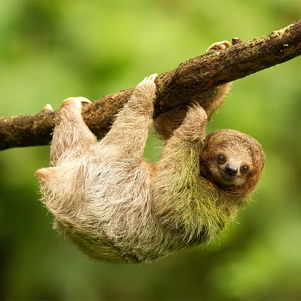 Sloth in Costa Rica
