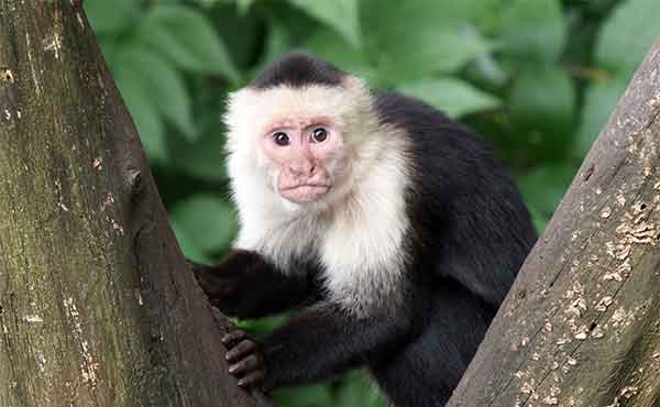 Volcan Tenorio National Park
