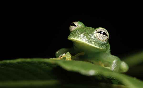 Mashpi Rainforest Biodiversity Reserve