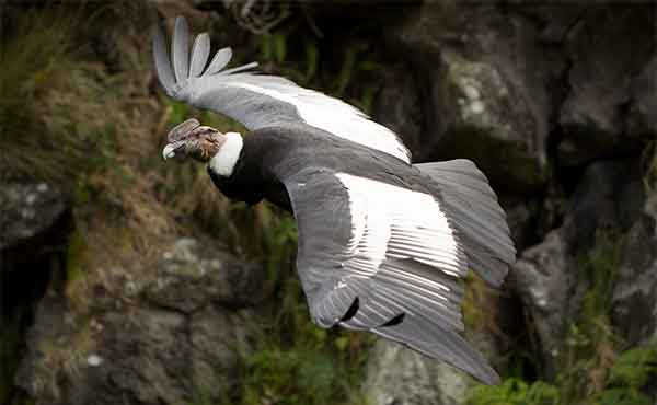 Papallacta & Antisana