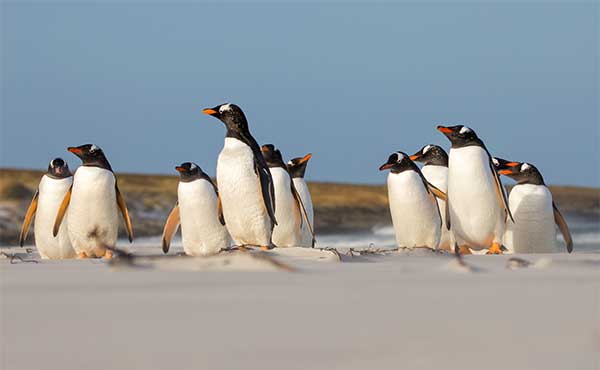 The Falkland Islands