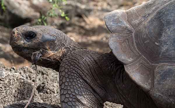 Tortoise Breeding Station