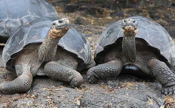 Interpretative Centre & Galapaguera