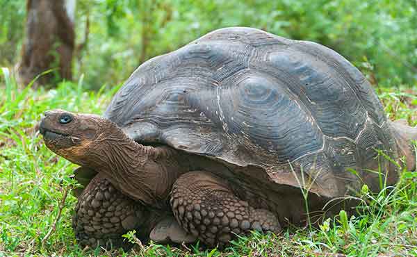 Charles Darwin Research Station