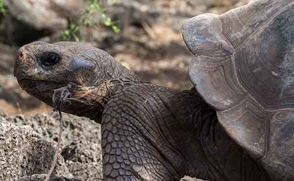 El Chato Tortoise Reserve