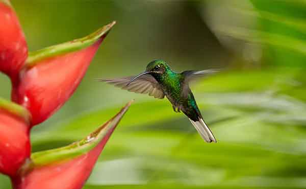 Main Ridge Forest Reserve