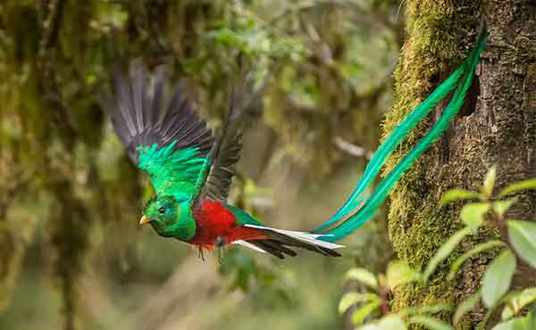 Costa Rica’s Wildlife Wonders