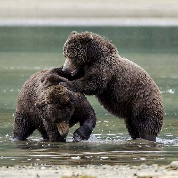 Brown bears in Kodiak, Alaska