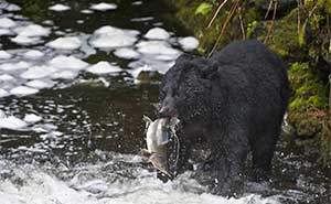 Tongass National Forest