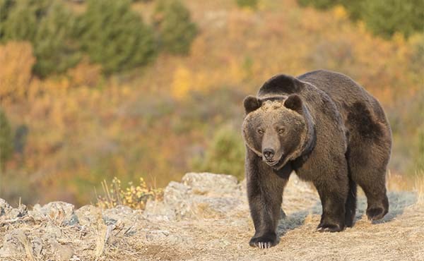 Brown bear in Canada
