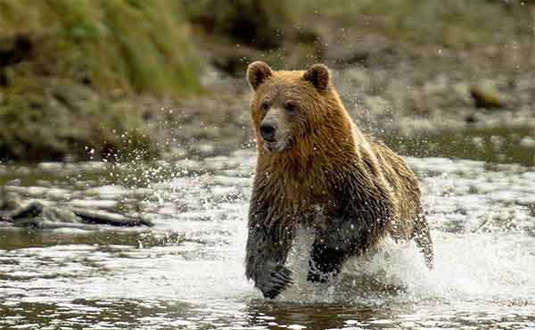 Glendale Cove, Knight Inlet