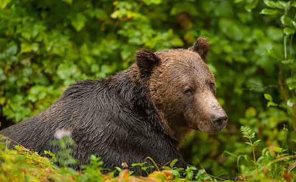 Khutzeymateen Grizzly Bear Sanctuary