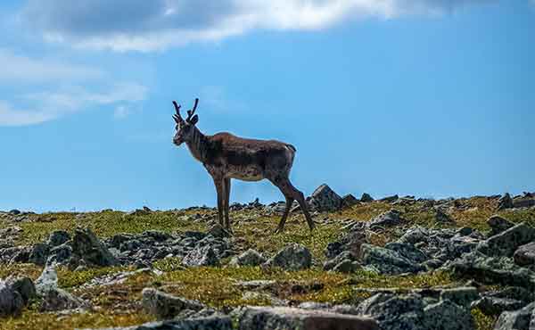 Parc National de la Gaspésie