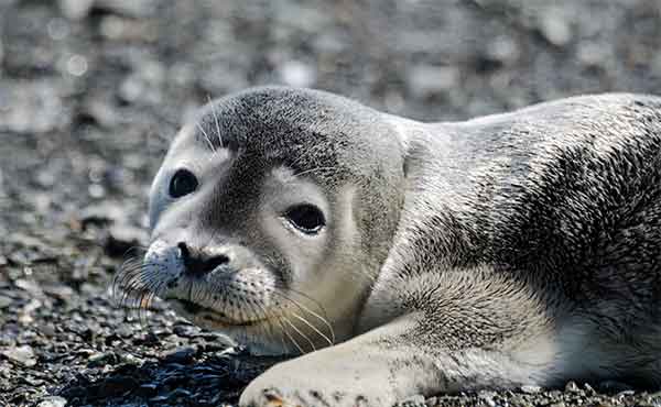 Parc National du Bic