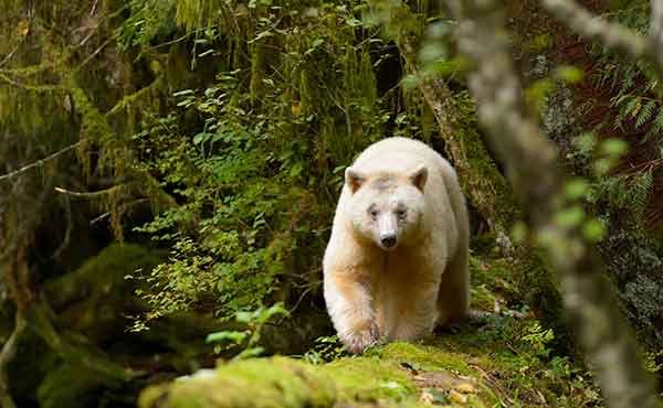 Princess Royal Island