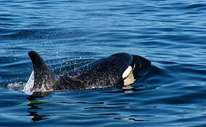 Queen Charlotte Strait & Johnstone Waters