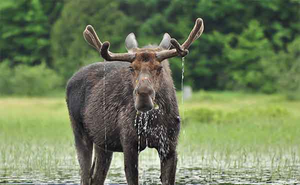 Réserve Faunique Matane