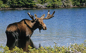 Reserve des Laurentides