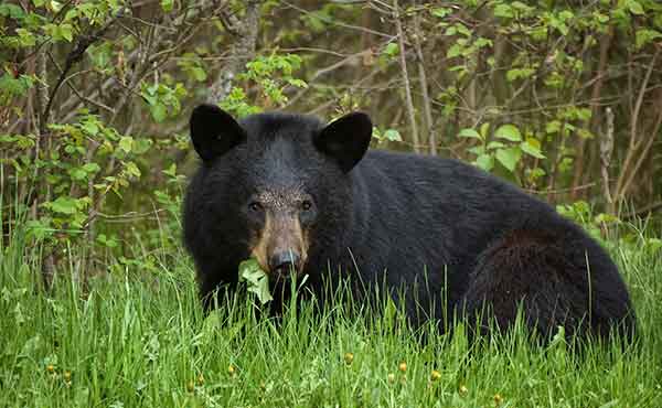 Riding Mountain National Park
