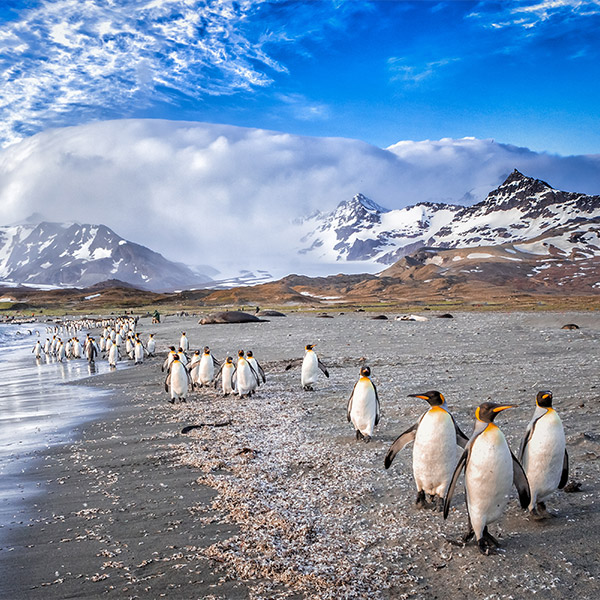 King penguins in South Georgia