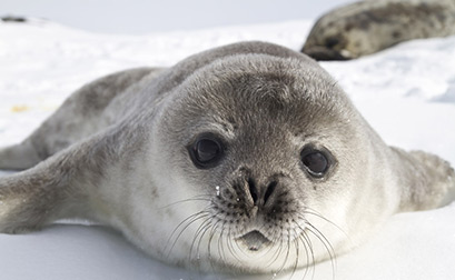 Antarctic Peninsula wildlife location in Antarctica, Polar | Wildlife  Worldwide