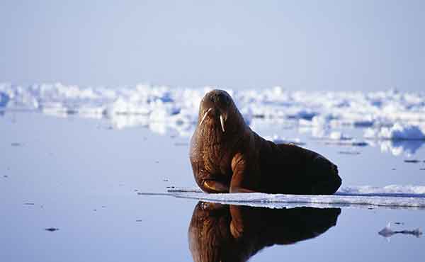 North East Greenland National Park wildlife location in Arctic, Polar |  Wildlife Worldwide