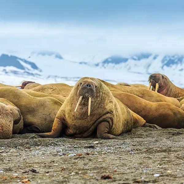 Walrus in Svalbard