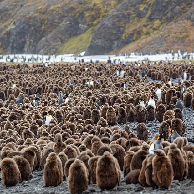 King penguins in South Georgia.