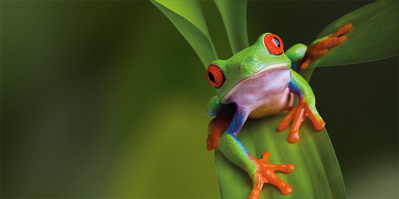 A red-eyed tree frog at rest on a leaf