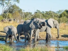 African elephant in Botswana.